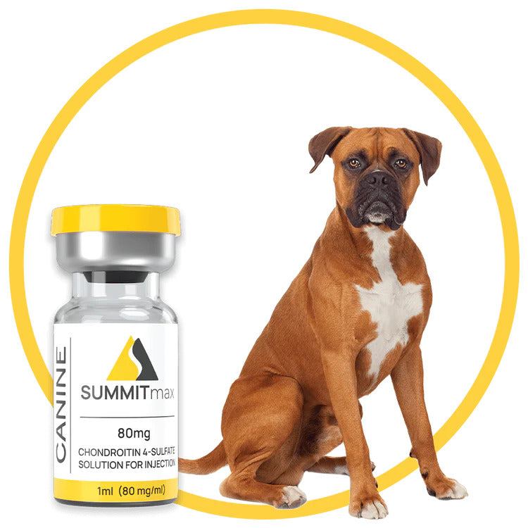 SummitMax Canine | Chondroitin Injectable for Dogs, 1 ml (80mg/ml) -  Eternapure